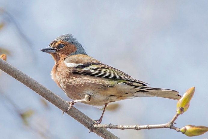 Зяблик fringilla COELEBS гнездо