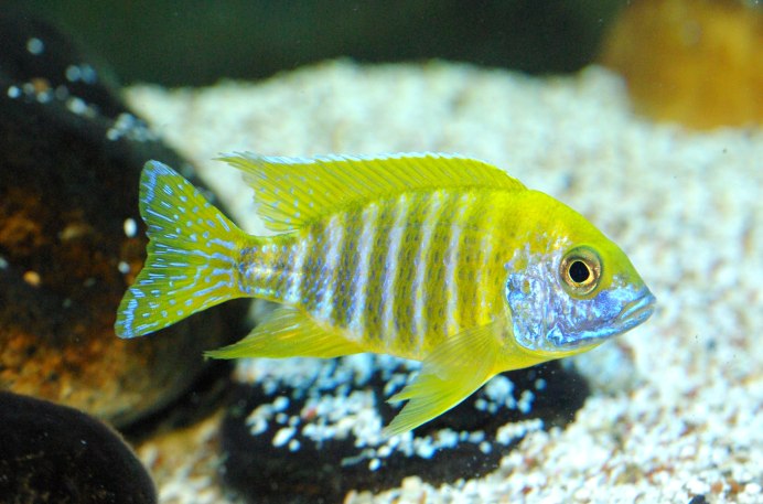 Аулонокара Бенша желтая