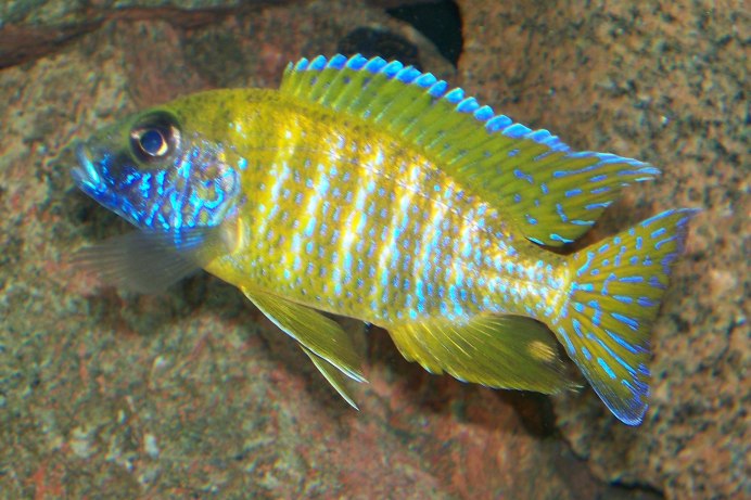 Цихлиды Аулонокара Еллоу