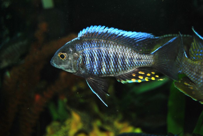 Аулонокара Ньяса голубая