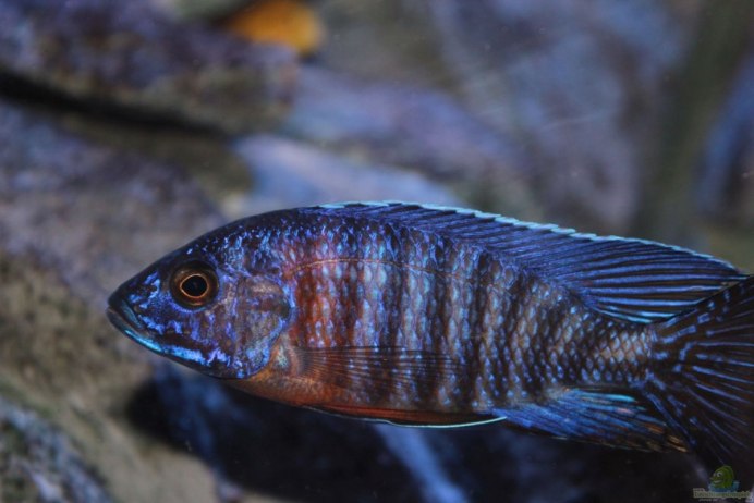 Аулонокара якобфрайберга Мамелела