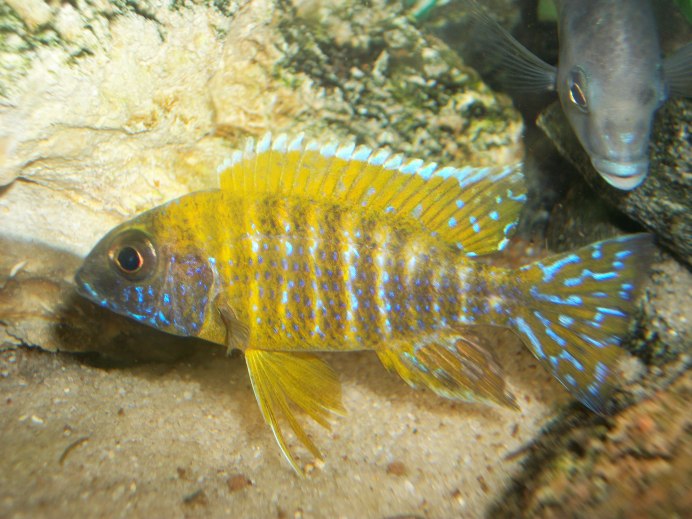 Аулонокара Ньяса желтая