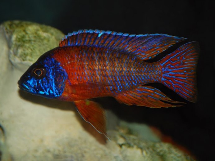 Аулонокара синяя Бенша