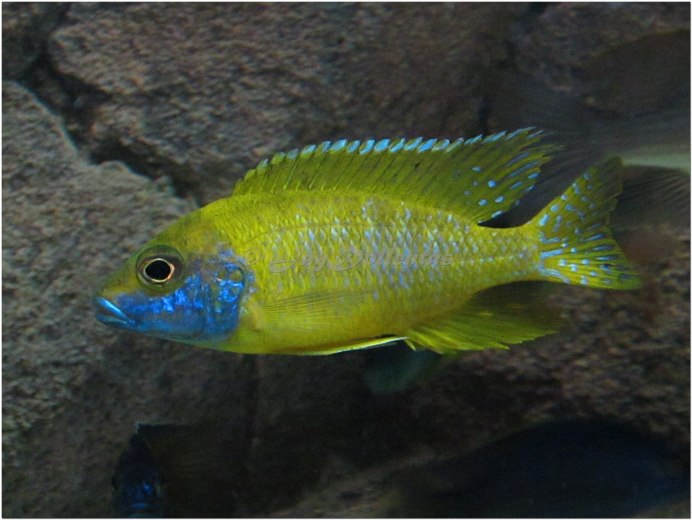 Аулонокара Бенши бенга