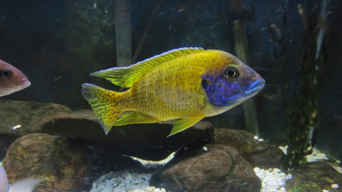 Аулонокара Бенша желтая