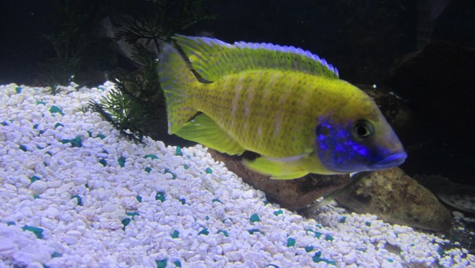 Аулонокара Бенша Бенша