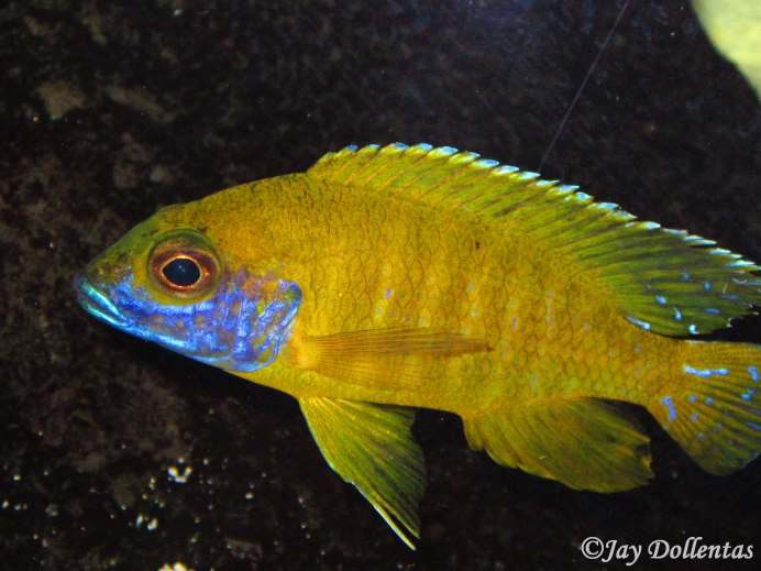 Аулонокара Ньяса желтая