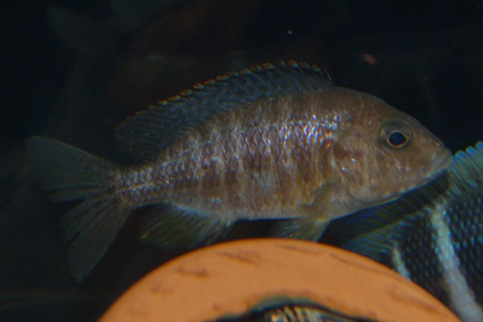 Аулонокара лванда