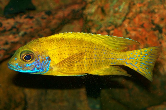 Аулонокара Бенша желтая