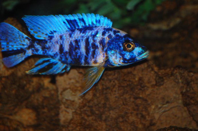 Аулонокара чилумба