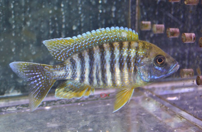 Аулонокара желтоголовая