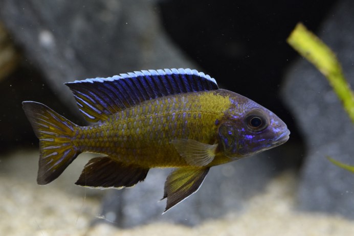 Цихлиды Малави алунокары