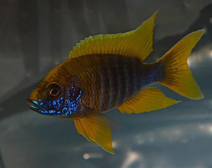 Аулонокара Королева Ньяса