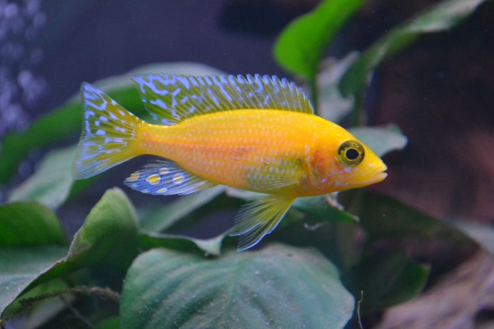 Аулонокара красный Павлин