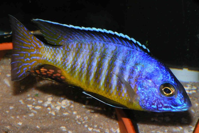 Aulonocara SP. 'Lwanda'