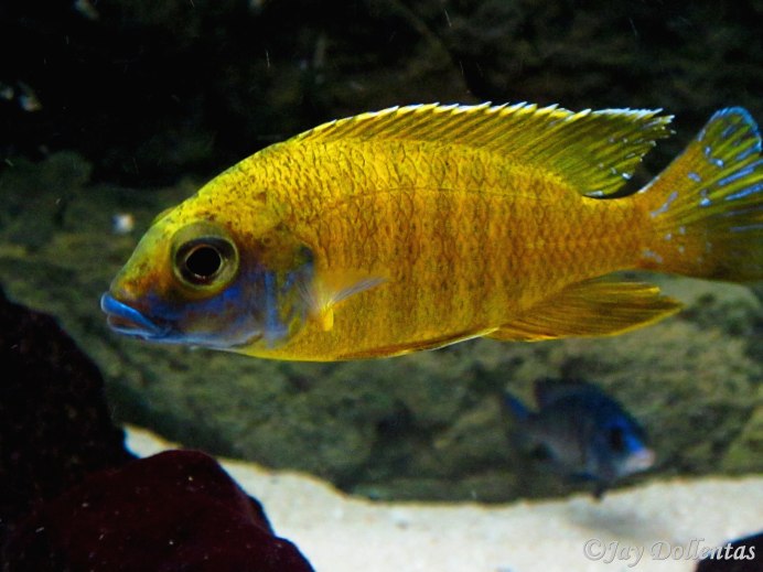 Аулонокара Ньяса желтая