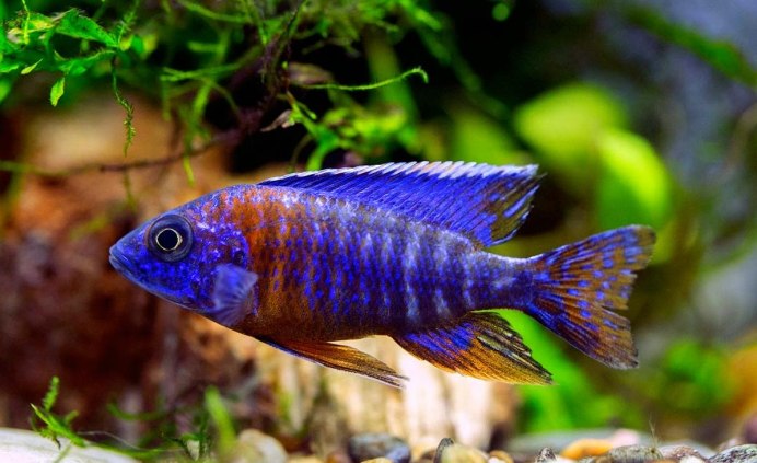 Рыбка Аулонокара мультиколор