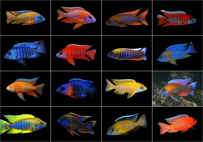 Алунокары рыбки