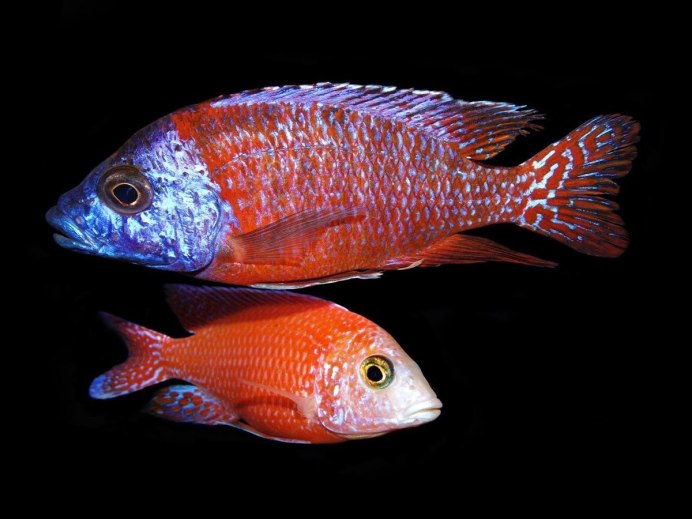 Аулонокара Стюарта Гранта