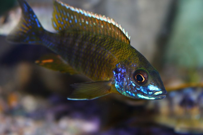 Аулонокара саулоси