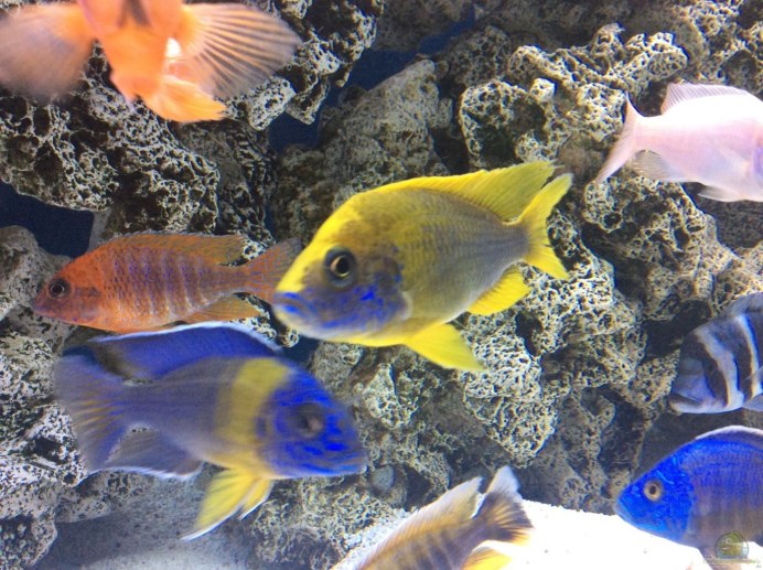 Аулонокара мультиколор мармелад