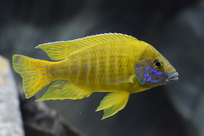 Аулонокара Бенша самки