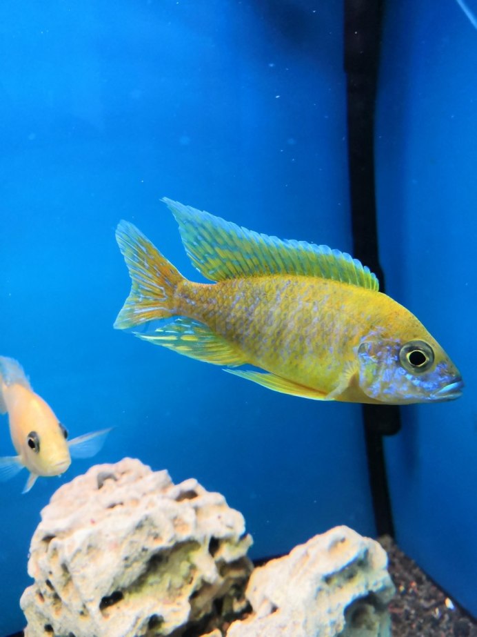 Аулонокара рыбка аквариумная