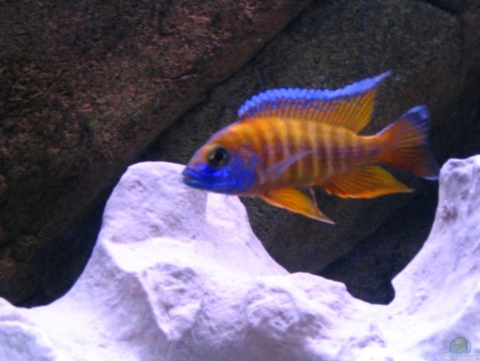 Aulonocara stuartgranti Usisya