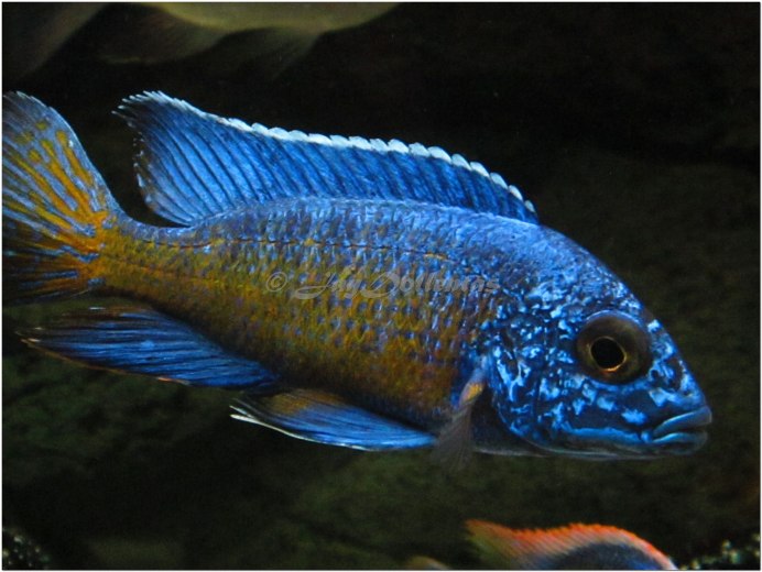 Аулонокара Королева Ньяса