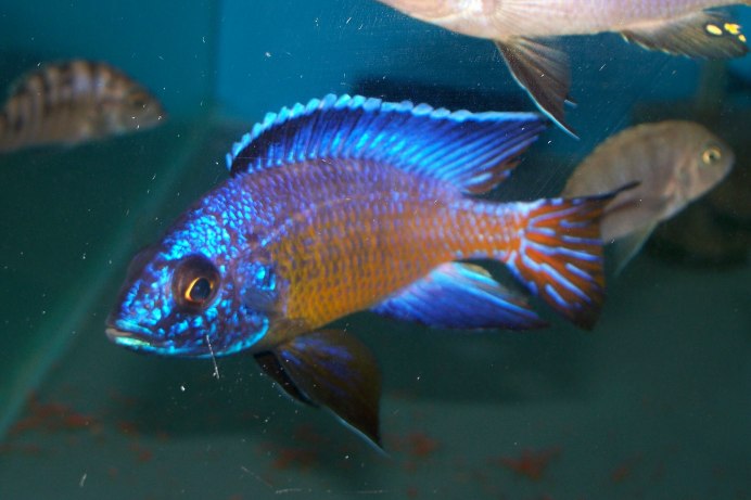 Аулонокара Ньяса желтая Королевская Бенши