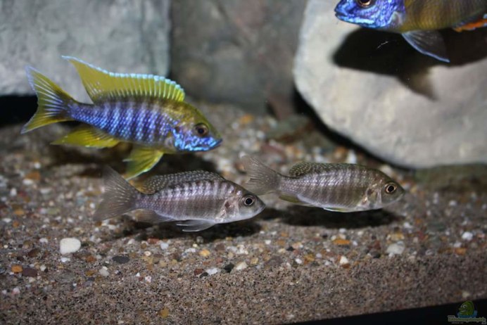 Аулонокара Бенша самки
