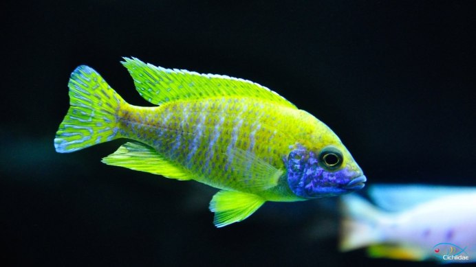 Аулонокара Ньяса желтая Королевская Бенши