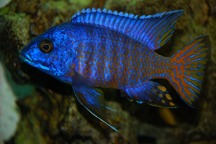 Аулонокара Ньяса Рубин