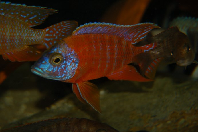 Цихлазома Аулонокара