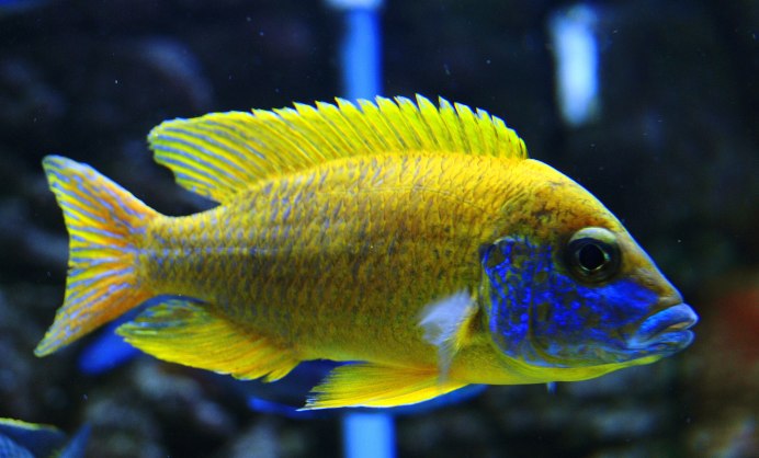 Аулонокара Ньяса красная