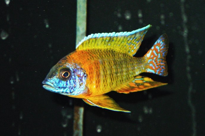 Аулонокара Ньяса желтая Королевская Банши 5-6см