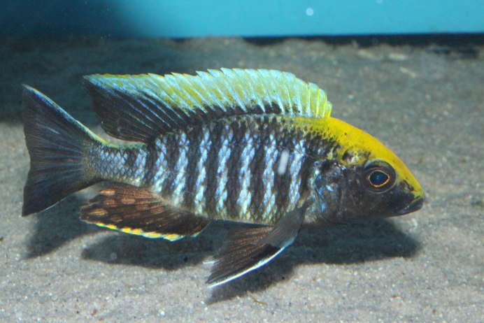 Цихлида Аулонокара Майланда