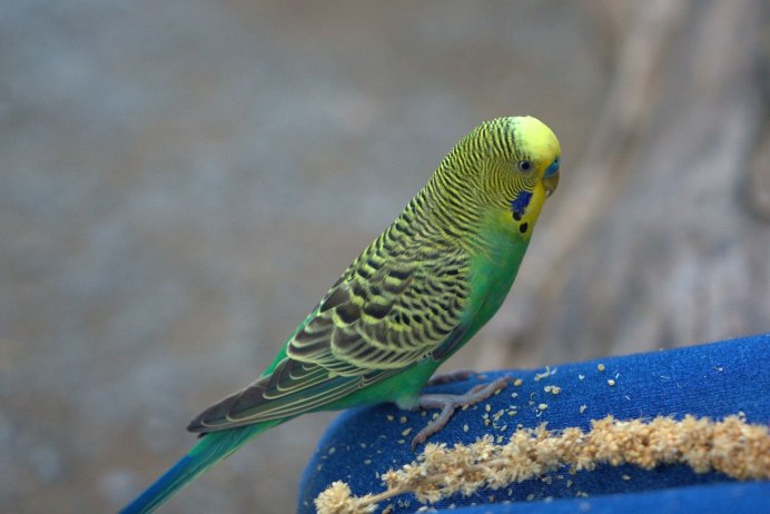 Волнистый попугай Budgie
