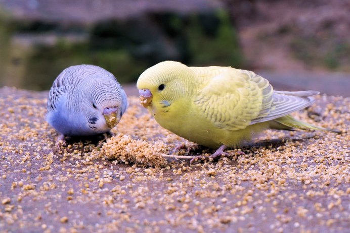 Волнистый попугай Budgie