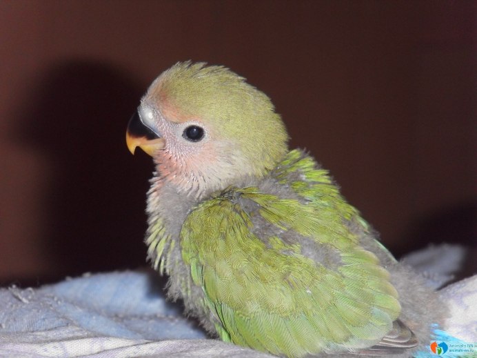 Волнистый попугай Budgie