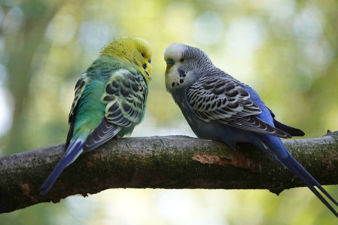 Волнистый попугай Budgie