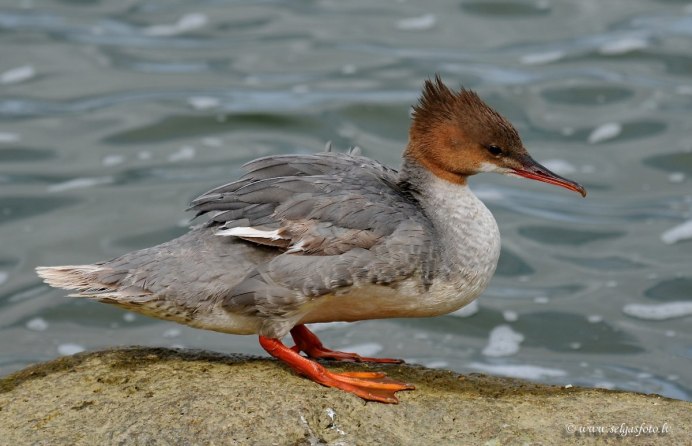 Свиристелка хохлатая