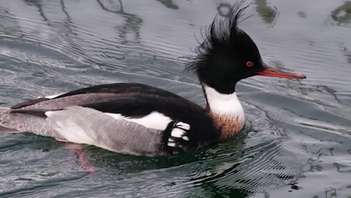 Большая птица с хохолком на голове