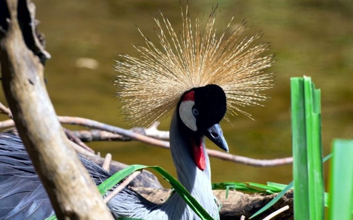 Крохали Сибирь