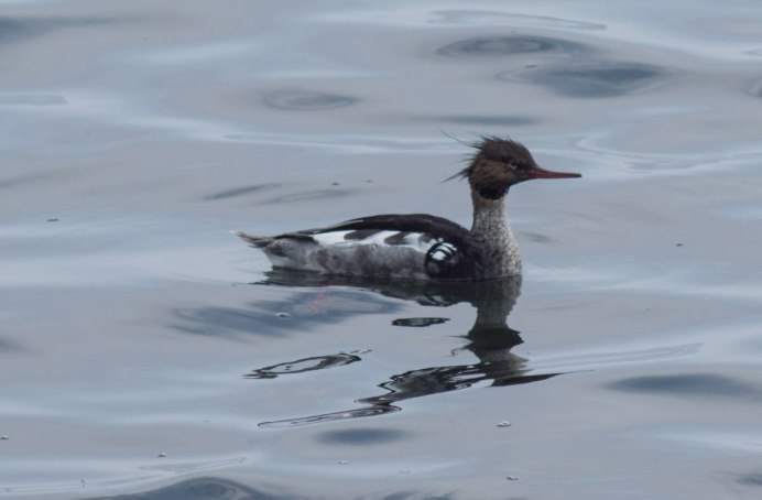 Журавль венценосный (Balearica Pavonina)