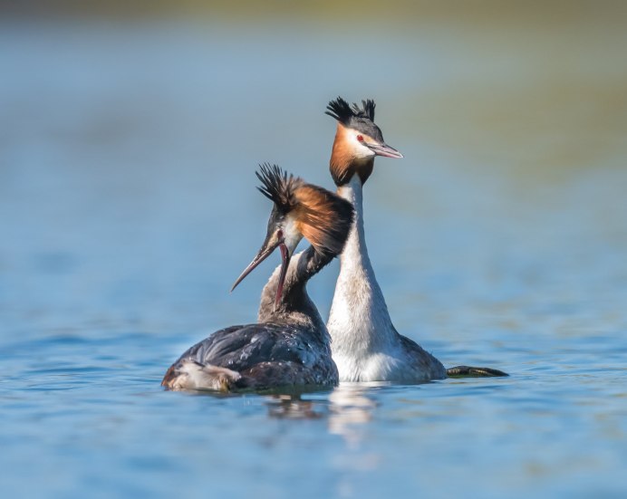 Нырок поганка