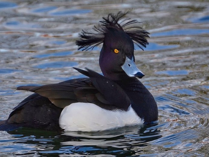 Нырки птицы водоплавающие