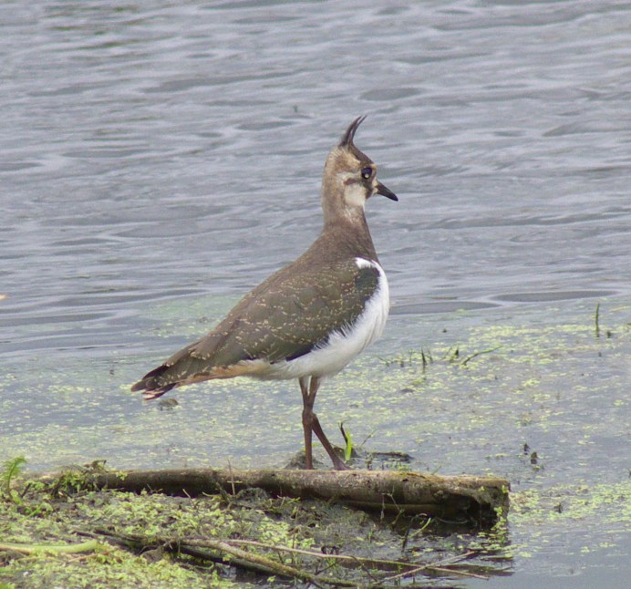 Журавль с хохолком на голове