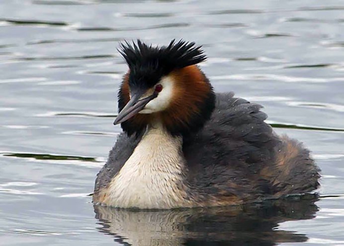 Чомга птица