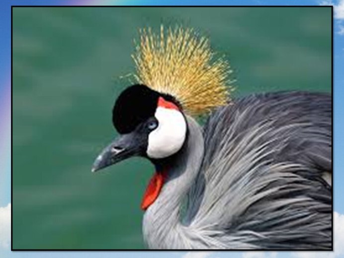 Птичка с хохолком в Ленинградской области маленькая